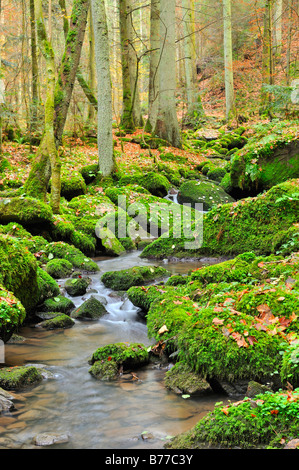 Bach, Nordschwarzwald, Baden-Württemberg, Deutschland, Europa Stockfoto