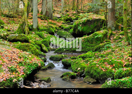 Bach, Nordschwarzwald, Baden-Württemberg, Deutschland, Europa Stockfoto