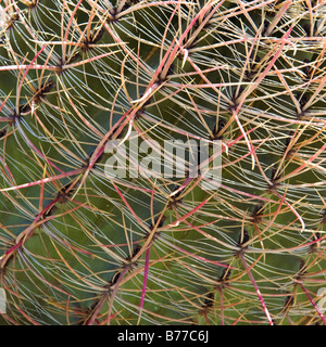 Nahaufnahme von Barrel Cactus Stockfoto