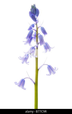 Gemeinsamen Hyazinthe, Garten-Hyazinthe oder niederländischen Hyazinthe (Hyacinthus Orientalis), Frühlingsblume Stockfoto