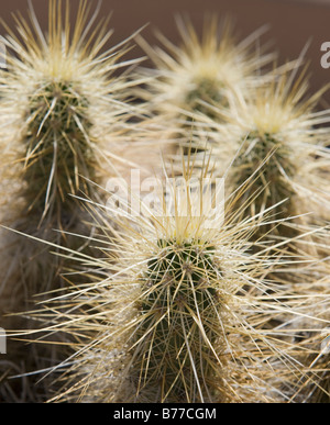 Nahaufnahme von Cholla Cactus Stockfoto