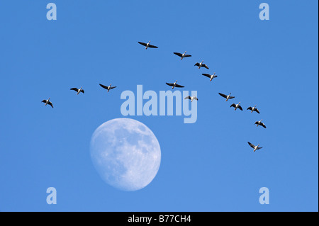 Graugänse (Anser Anser) und der Mond Stockfoto