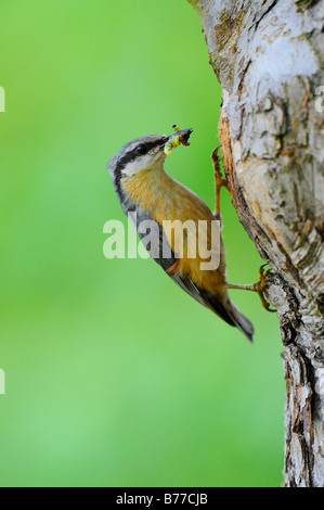 Eurasische Kleiber (Sitta Europaea), Raupe im Schnabel Stockfoto