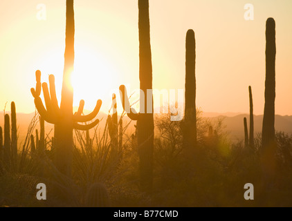 Sonnenuntergang hinter Kakteen, Saguaro National Park, Arizona Stockfoto