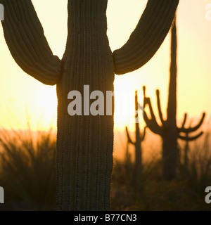 Nahaufnahme des Saguaro Kaktus Stockfoto