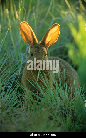 Getarnt Smith's Red Rock Kaninchen (Pronolagus rupestris) mit spitzte die Ohren. Bloemfontein, Freistaat, Südafrika Stockfoto