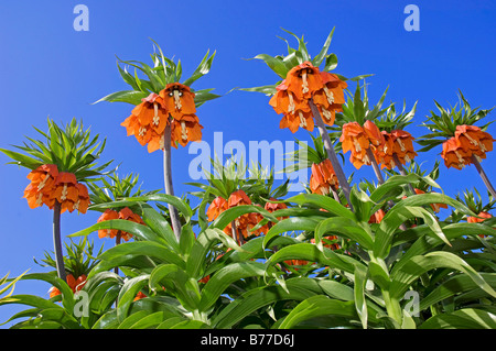 Crown Imperial oder Kaisers Krone (Fritillaria Imperialis), Sorte Rubra Maxima Stockfoto