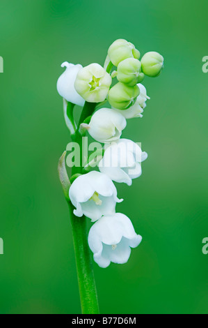 Lilie des Tales (Convallariaarten Majalis), Schleswig-Holstein, Deutschland, Europa Stockfoto