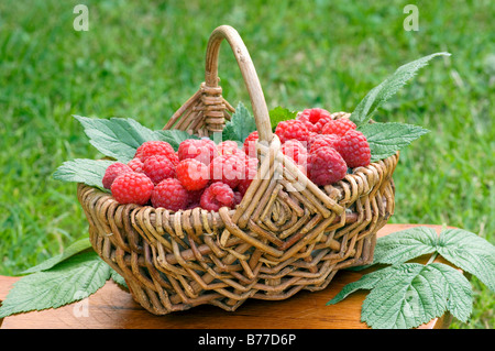 Korb mit Himbeeren (Rubus Idaeus) Stockfoto