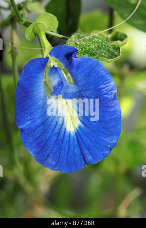 Schmetterling, Erbse oder blauen Erbse Rebe (Clitoria Ternatea), blühen Stockfoto