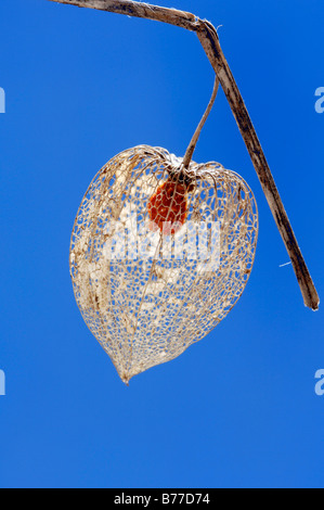 Japanische Laternen, Lampions (Physalis Franchetii, Physalis Alkekengi), Obst Stockfoto