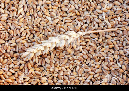 Weichweizen oder Brotweizen (Triticum Aestivum), Ohr und Körner Stockfoto