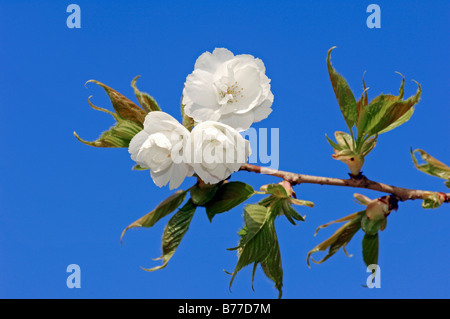 Wild Cherry oder Süßkirsche (Prunus Avium), Plena Form, Blüten Stockfoto