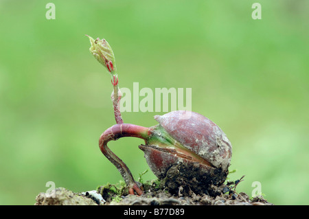 Amerikanische Rot-Eiche (Quercus Rubra), Sämling, Frankreich Stockfoto