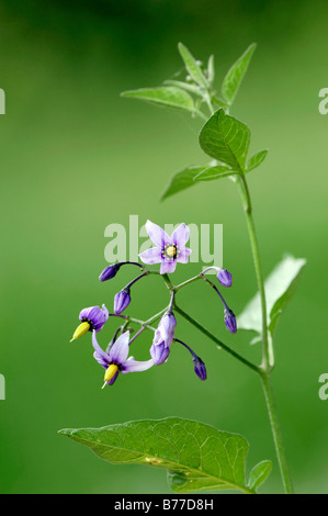 Bittersüß (Solanum Dulcamara), Frankreich, Europa Stockfoto