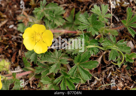 Goldenes Fingerkraut (Potentilla Aurea), Provence, Südfrankreich, Frankreich, Europa Stockfoto