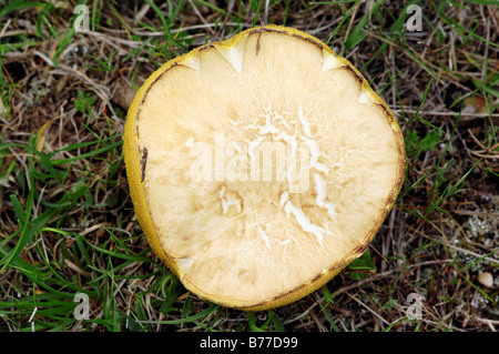 Weinend Bolete oder granuliert Bolete (Suillus Granulatus), Provence, Südfrankreich, Frankreich, Europa Stockfoto