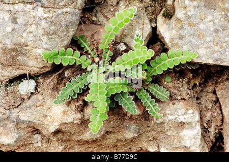 Rustyback Farn oder schuppige Spleenwort (Asplenium Ceterach, Ceterach Officinarum, Asplenium Officinarum), Provence, Südfrankreich Stockfoto