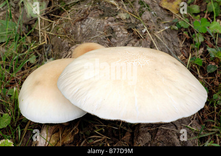 Pilz Feld oder Wiese Pilz (Agaricus Campestris), Frankreich Stockfoto