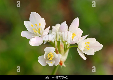 Weiße Knoblauch, Neapel Knoblauch oder Narzisse Knoblauch (Allium Neapolitanum), Provence, Südfrankreich, Frankreich, Europa Stockfoto