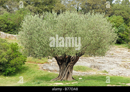 Olive Tree (Olea Europaea), Provence, Südfrankreich, Frankreich, Europa Stockfoto