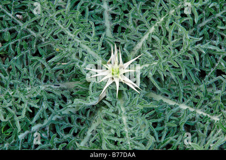 Lila Stern Distel oder Caltrop (Centaurea Calcitrapa), Provence, Südfrankreich, Frankreich, Europa Stockfoto