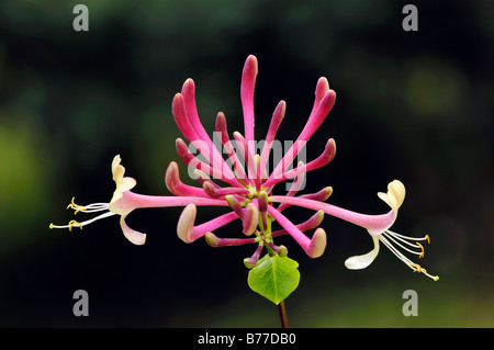 Etruskische Geißblatt (Lonicera Etrusca), Provence, Südfrankreich, Europa Stockfoto