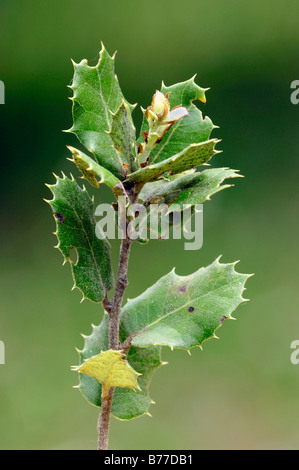 Kermes-Eiche (Quercus Coccifera), Provence, Südfrankreich, Europa Stockfoto