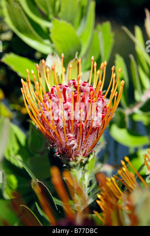 Tuffed Nadelkissen (Leucospermum Glabrum X tottum), Scarlet Band Sorte, Australien Stockfoto