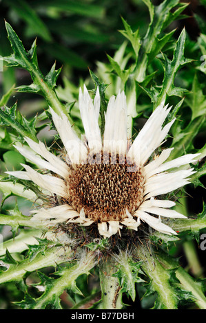 Stammlose Carline Thistle (Carlina Acaulis), Bayern, Deutschland, Europa Stockfoto