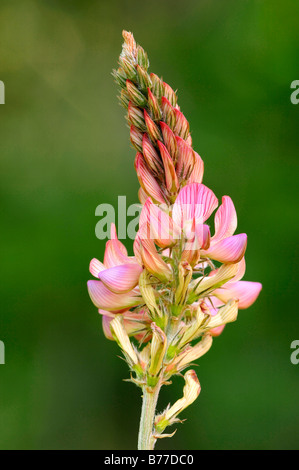 Esparsette (Onobrychis Viciifolia), Provence, Südfrankreich, Frankreich, Europa Stockfoto