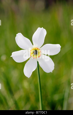 Dichter Narzisse, Fasan Auge, Findern Blume (Narcissus Poeticus), Provence, Südfrankreich, Europa Stockfoto