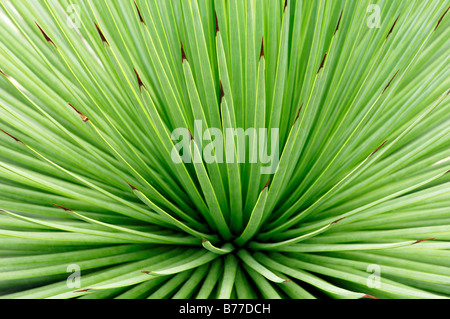 Igel-Agave (Agave Stricta) Stockfoto