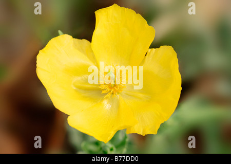 Gelbe Hornpoppy (Glaucium Flavum), Provence, Südfrankreich, Frankreich, Europa Stockfoto