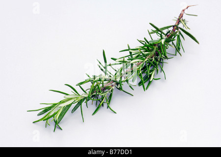 Rosmarin (Rosmarinus Officinalis) Stockfoto