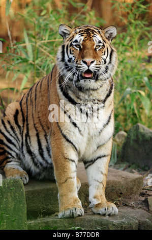 Sibirische Tiger, mandschurische Tiger, Amur-Tiger (Panthera Tigris Altaica) Stockfoto