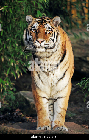 Sibirische Tiger, mandschurische Tiger, Amur-Tiger (Panthera Tigris Altaica) Stockfoto