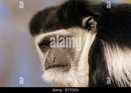 Jaguaren Guereza, östlichen schwarz-weißen Stummelaffen (Colobus Guereza), portrait Stockfoto