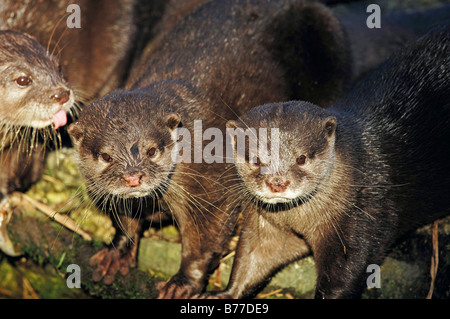 Oriental kleine krallte Otter (Aonyx Cinerea, Amblonyx Cinerea) Stockfoto