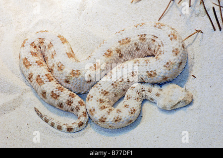 Sahara Hornotter (Cerastes Cerastes) Stockfoto