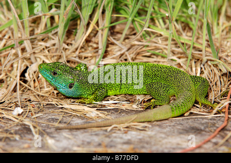 Western grüne Eidechse (Lacerta Bilineata), Provence, Südfrankreich, Frankreich, Europa Stockfoto