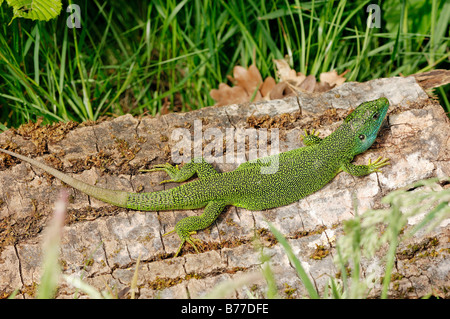 Western grüne Eidechse (Lacerta Bilineata), Provence, Südfrankreich, Frankreich, Europa Stockfoto