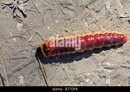 Ziege Motte (Cossus Cossus), Raupe, Camargue, Provence, Südfrankreich, Europa Stockfoto