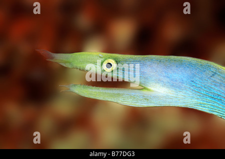 Multifunktionsleiste Aal (Rhinomuraena Quaesita), portrait Stockfoto