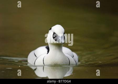 Zwergsäger (Mergellus Albellus), Männlich Stockfoto