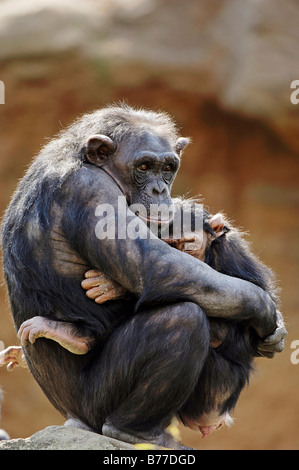 Gemeinsame Schimpanse (Pan Troglodytes), Weibchen mit jungen Stockfoto