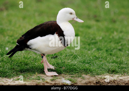 Radjah Brandgans, Burdekin Ente (Tadorna Radjah) Stockfoto