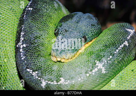 Smaragd Tree Boa (Corallus Caninus) Stockfoto