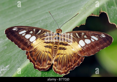 Braun Haarschneider (Parthenos Sylvia braun) Stockfoto