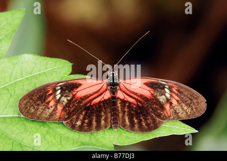 Postbote Schmetterling (Heliconius Melpomene) Stockfoto